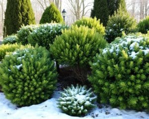 Beste struiken voor een groene wintertuin