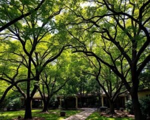 Bomen kiezen die privacy en schaduw bieden