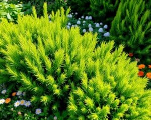 De voordelen van groenblijvende struiken