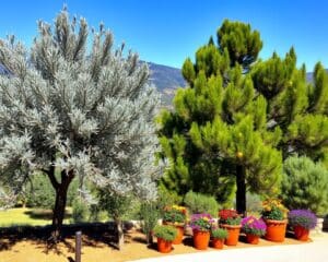 Welke bomen geven een mediterrane sfeer?
