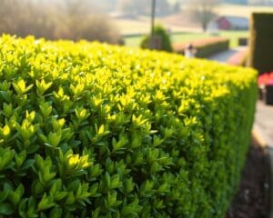Hoe houd je een buxushaag gezond in de lente?