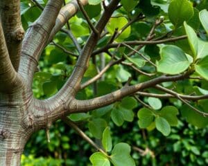 Hoe snoei je een vijgenboom zonder schade?