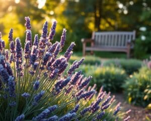 Kan een lavendelstruik echt je tuin kalmeren?