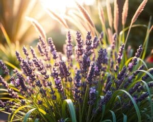 Kun je lavendel combineren met siergrassen?