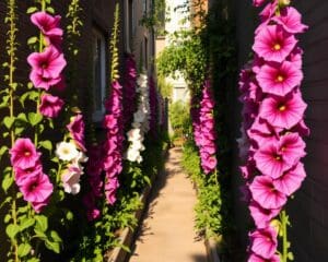 Zijn stokrozen geschikt voor een smalle stadstuin?