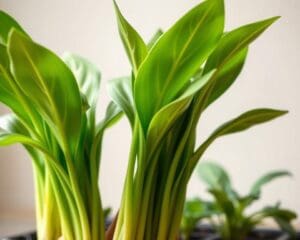 Hoe stek je een plant?