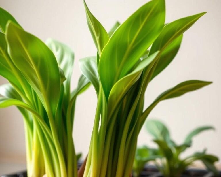 Hoe stek je een plant?