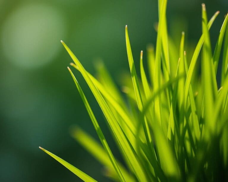 Is gras een plant?