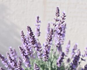 Is lavendel een vaste plant?