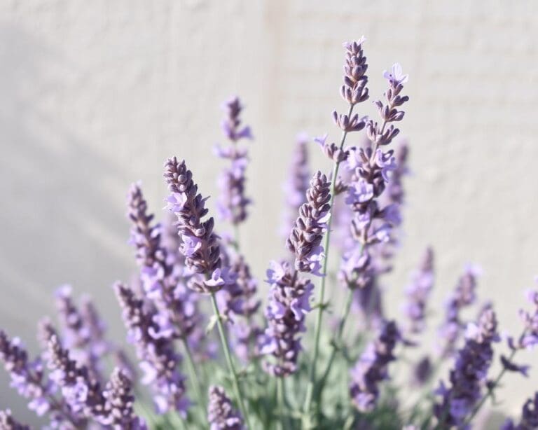 Is lavendel een vaste plant?
