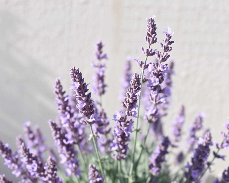 Is lavendel een vaste plant?