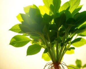 Wat heeft een plant nodig voor fotosynthese?