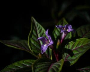 Wat is de giftigste plant ter wereld?