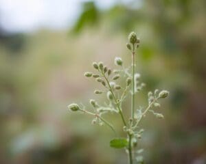 Wat is dit voor plant?