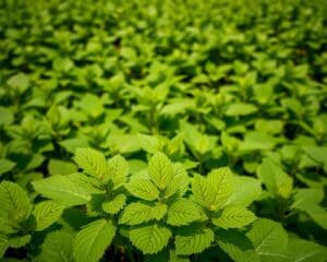 Welke plant helpt tegen brandnetels?