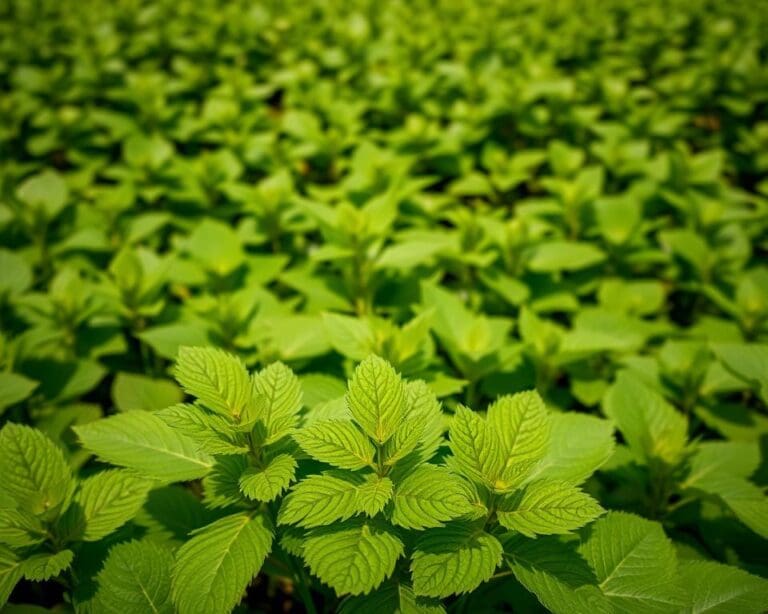 Welke plant helpt tegen brandnetels?