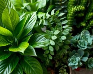 Welke plant is niet giftig voor katten?