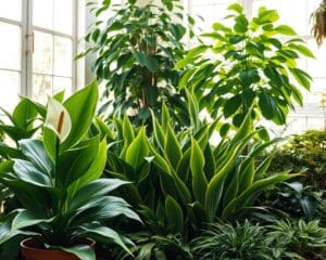 Welke planten zijn ideaal voor luchtzuivering?