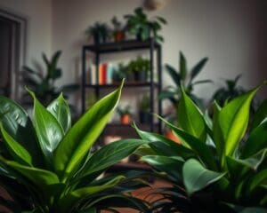 Hoe kies je planten voor een donkere ruimte?