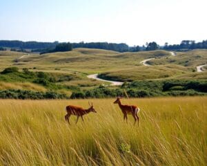 Wat zie je tijdens een wandeling door de Amsterdamse Waterleidingduinen?