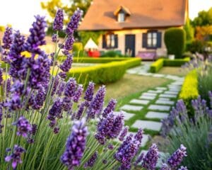 lavendel